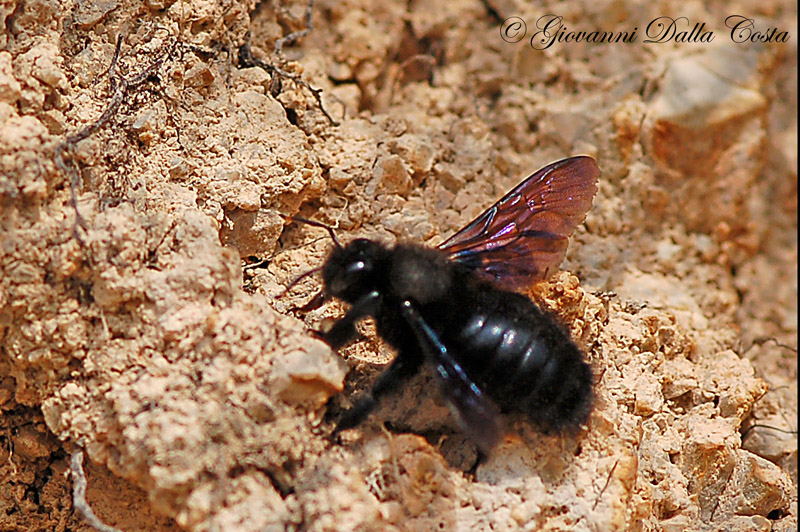 Xilocopa violacera (Apidae)